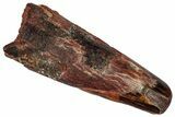 Fossil Pterosaur (Siroccopteryx) Tooth - Morocco #332552-1